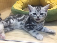 -屋虎猫馆(宝安大仟里店)