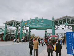 -荷兰花海