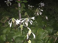 夜晚绽放的白百合，花香袭人-文瀛公园