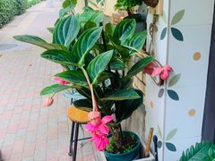 -Rabbit Cafe私房西餐甜点咖啡(栖霞路店)