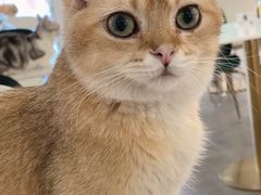 -飞行喵MR PILOT|猫舍·猫咖(静安大融城店)