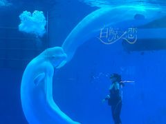 -海合安成都极地海洋公园