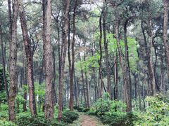 -铁山坪森林公园