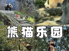 -都江堰中华大熊猫苑