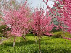 -石家庄市植物园
