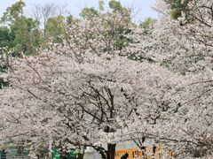 -武汉大学-樱园