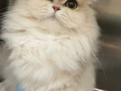 -瑞鹏宠物医院犬猫全科(真大分院)