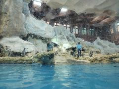 -帝企鹅自助餐厅•儿童岛•真企鹅(长隆企鹅酒店)