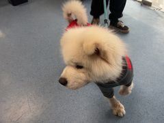 -顺强宠物诊所·狂犬免疫·夜诊·骨科(嘉定店)