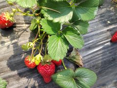 -喜杨洋草莓采摘园