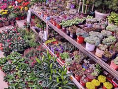 -桂林市花鸟市场