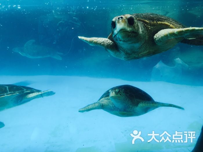 成都海昌极地海洋公园-图片-双流区周边游-大众点评网