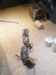 -酷嗒动物文化乐园(cutezoo西溪乐天城店)