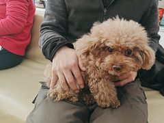 -宠颐生中康贝怡动物医院