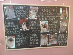 -喵园·猫主题咖啡厅·撸猫·猫咖(国贸店)