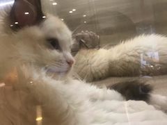 -飞行喵MR PILOT|猫舍·猫咖(静安大融城店)