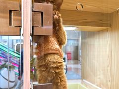 -屋虎猫馆(宝安大仟里店)