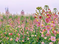 -三圣花乡旅游区