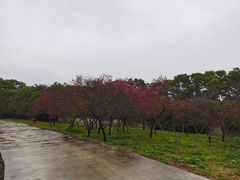 -天适樱花悠乐园