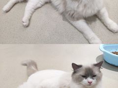 -藏猫猫咖啡主题馆(中央大道店)