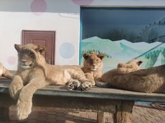 -大连森林动物园