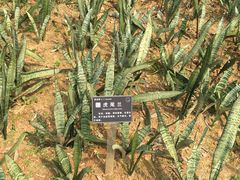 -东莞植物园