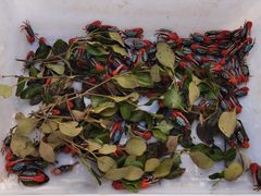 -华声天桥民俗文化园