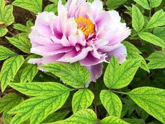 景点-洛阳国花园