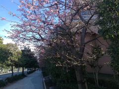 -台场海滨公园船码头