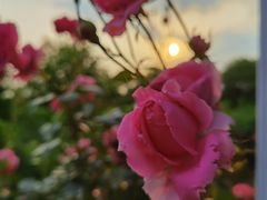 -武汉紫薇都市田园