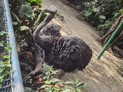 -广州长隆飞鸟乐园