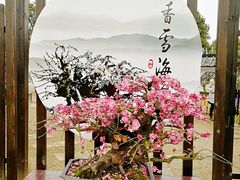 景点-香雪海