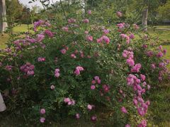 -合肥三国新城遗址公园