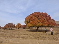 -五角枫生态旅游景区