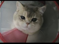 -美联众合动物医院·24h转诊中心