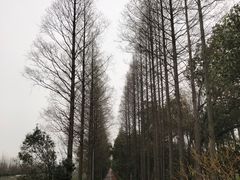 -上海长兴岛郊野公园