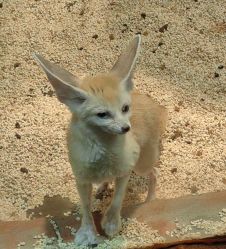 -Zoolung Zoolung动物主题公园(海信广场店)