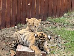 -西霞口神雕山野生动物世界