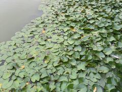 -燕郊植物园