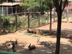 -石家庄市动物园