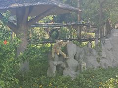 -深圳野生动物园