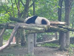 -都江堰中华大熊猫苑