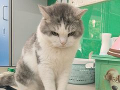 -瑞派动物医院·猫专科·至诚(江南中分院)