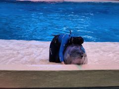 -珠海长隆海洋王国