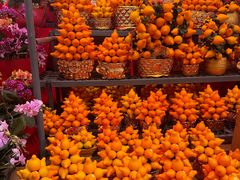-越秀西湖花市(广州城市广场花卉店)