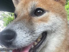 -柴犬高等学院·狗咖·柴犬售卖·宠物训练