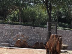 -石家庄市动物园