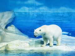 -海合安天津极地海洋公园