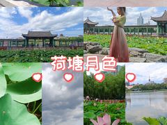 -莲花池公园