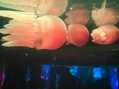 -悉尼海洋生物水族馆